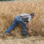 L’Ecomuseu del Blat restitueix les feines de pagès amb la sega a mà de blats tradicionals