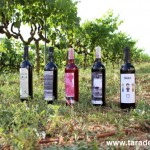 La Masia Vila-rasa de Taradell comença a comercialitzar un nou vi, el ‘Sagals’