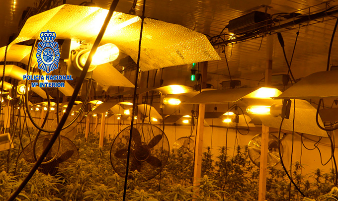 La Policia Nacional va desmantellar durant el juliol a Taradell una plantació de marihuana amb 1.500 plantes