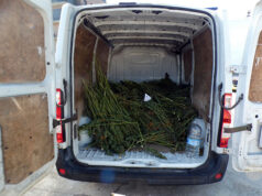 Intercepten una furgoneta a Taradell amb 471 plantes de marihuana i descobreixen una plantació en un domicili