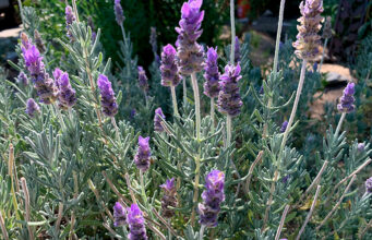 Aquesta setmana comença el cicle ‘Les Essències d’Estiu’ a Taradell amb quatre activitats al voltant de les plantes aromàtiques